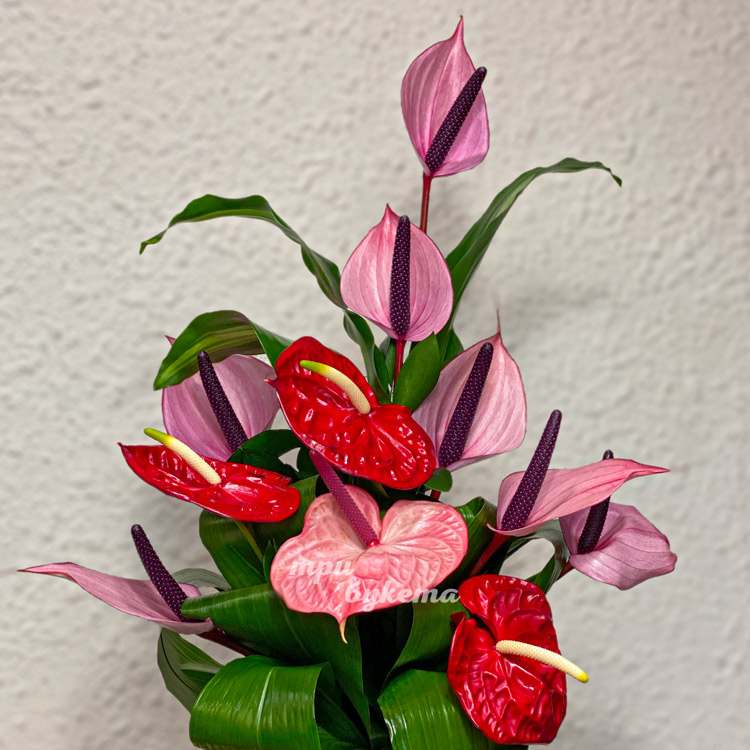 Букет из розовых и красных антуриумов (крупный план)